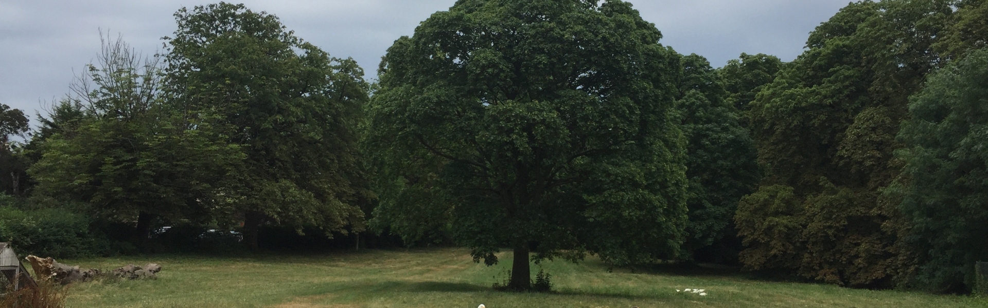 Fields at Whalebones in High Barnet