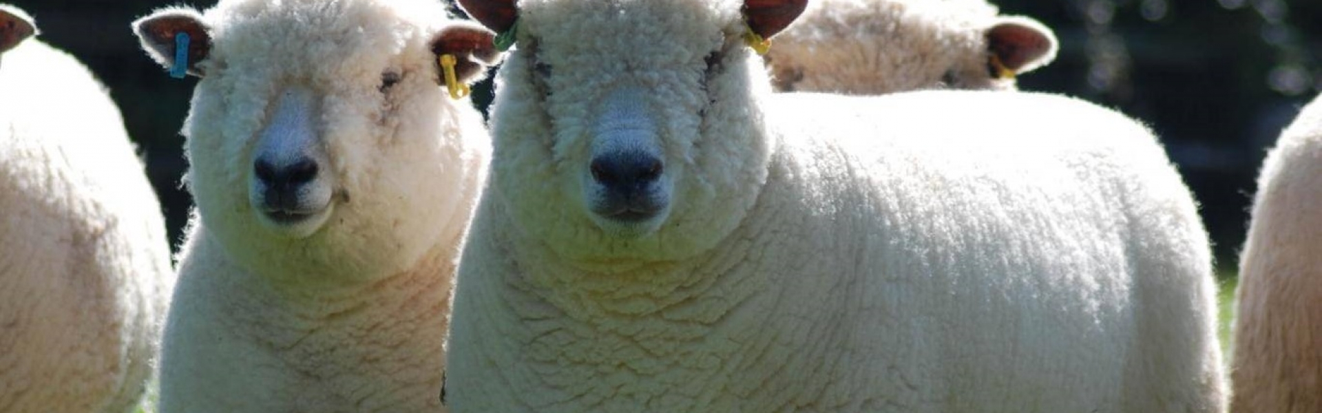 Sheep photo