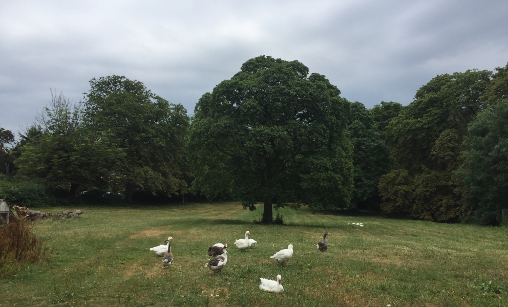 Fields at Whalebones in High Barnet