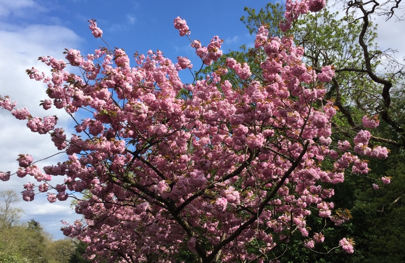 Blossom in Totteridge