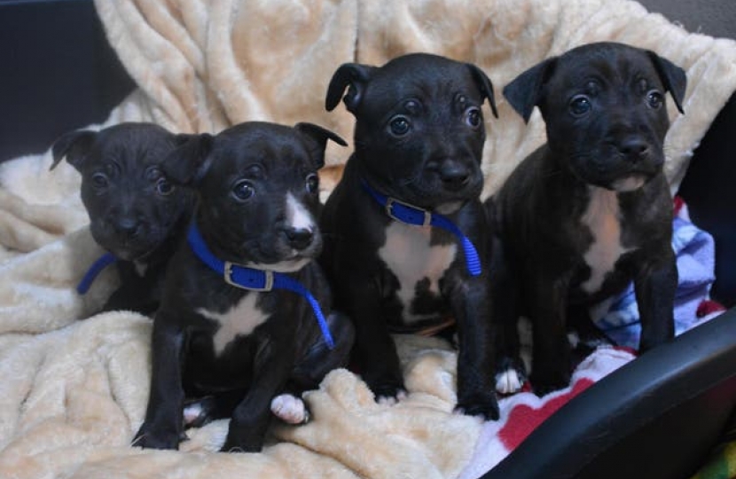 Battersea puppies