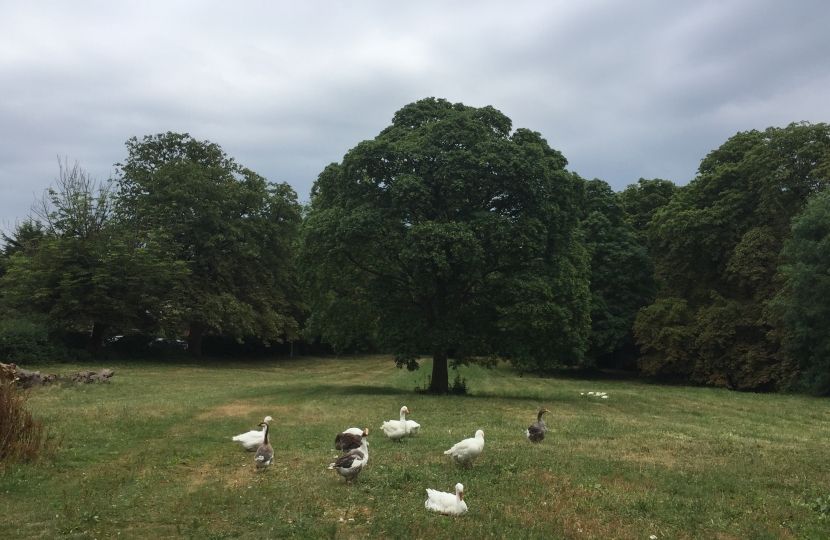 Geese at Whalebones