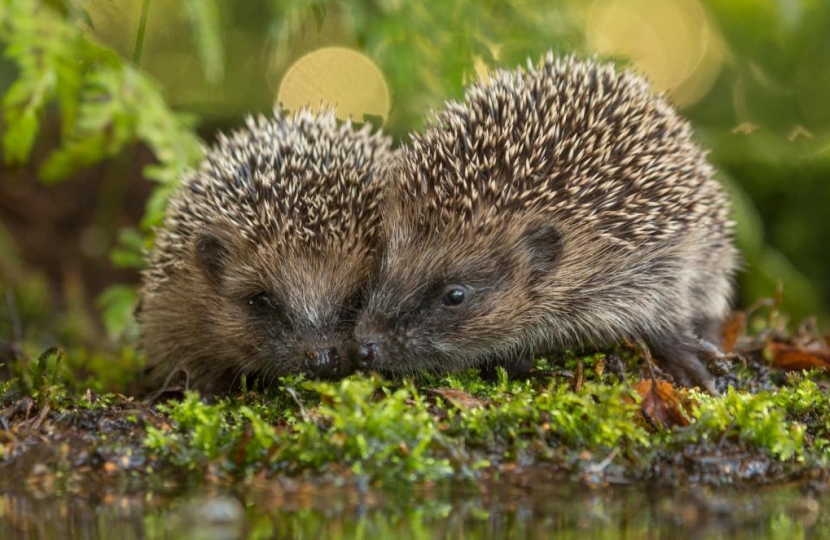 Hedgehogs