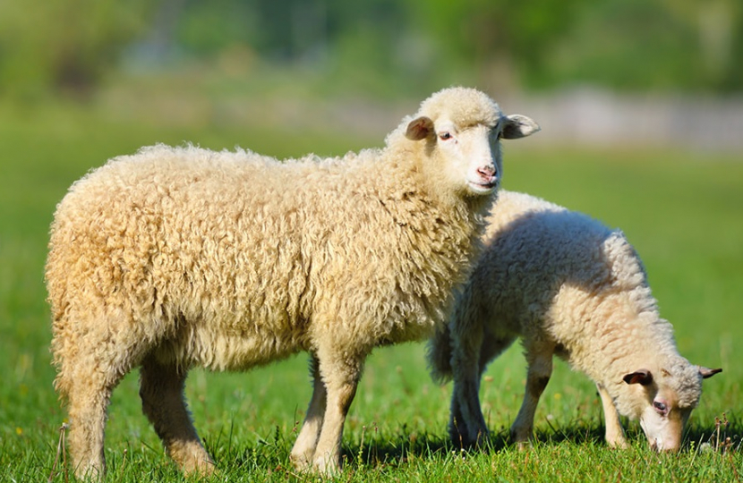 Sheep photo from Conservative Animal Welfare Foundation