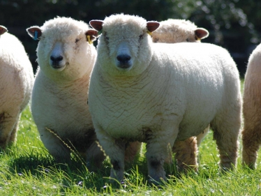 Sheep photo