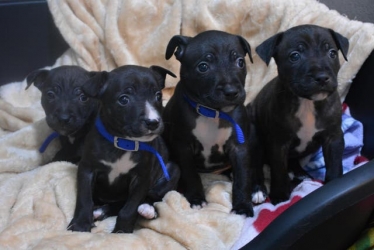 Battersea puppies