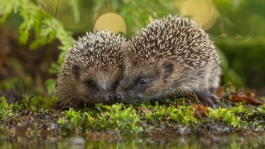 Hedgehogs